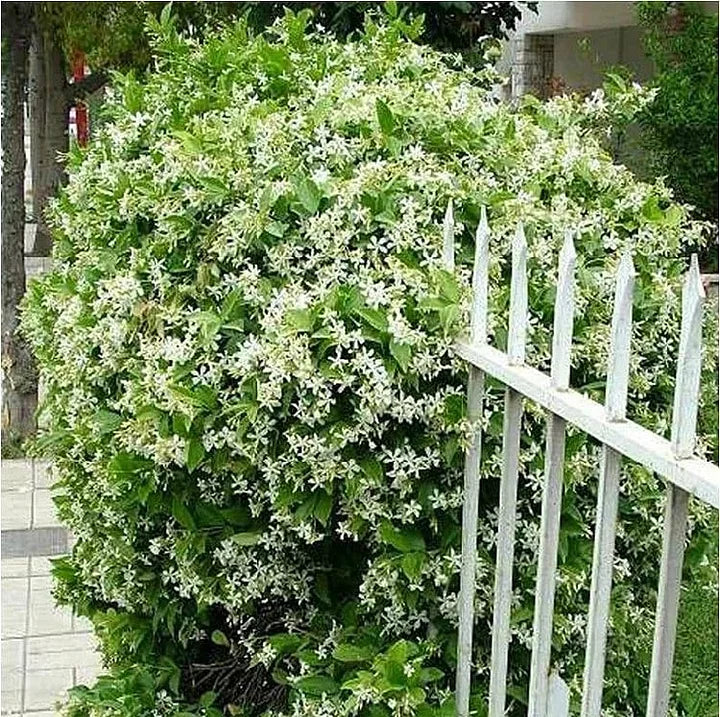 🔥LAST DAY Promotion 49% OFF 🌸Beautiful Jasmine Plant(Can be planted in winter)